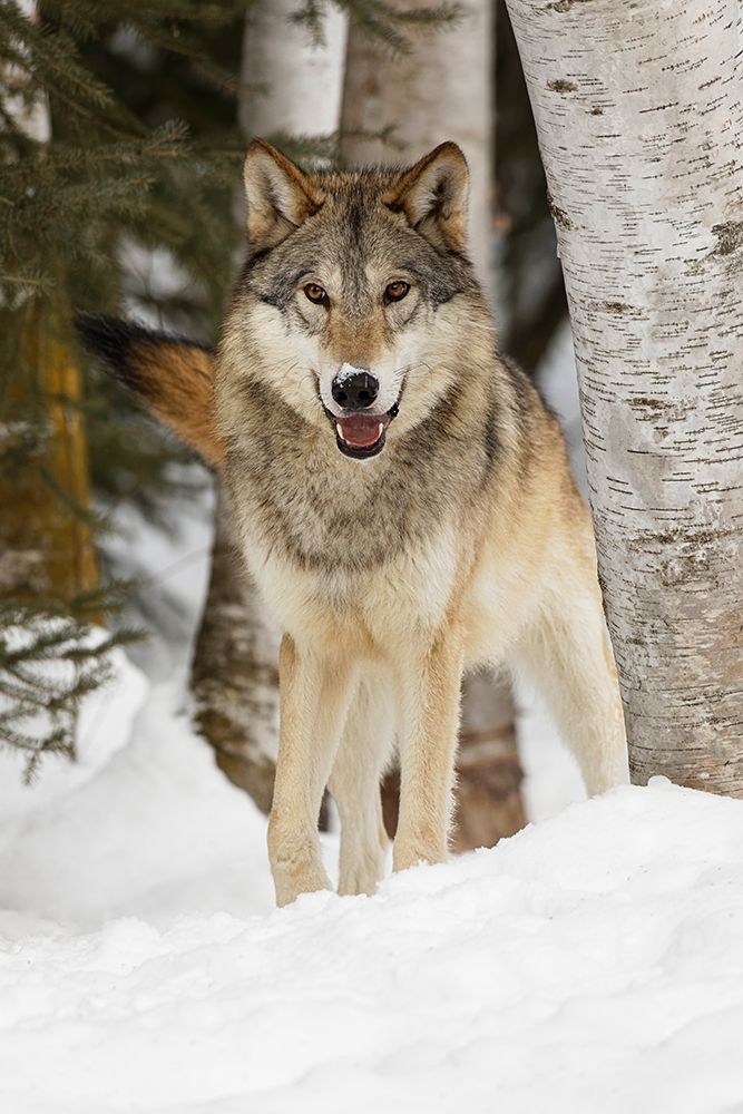 Tundra wolf-Canis lupus albus-in winter-controlled situation-Montana